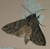 Attēlu rezultāti vaicājumam “Cucullia fraudatrix”