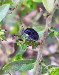 Attēlu rezultāti vaicājumam “Alticinae”