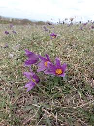 Attēlu rezultāti vaicājumam “Pulsatilla vulgaris flower”
