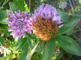 Attēlu rezultāti vaicājumam “Trifolium pratense flower”