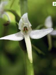 Attēlu rezultāti vaicājumam “Platanthera bifolia flower”
