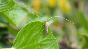 Attēlu rezultāti vaicājumam “Nematopogon sp.”