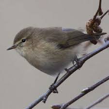 Attēlu rezultāti vaicājumam “Phylloscopus collybita adult”