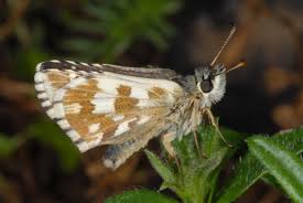 Attēlu rezultāti vaicājumam “Pyrgus alveus upperside”