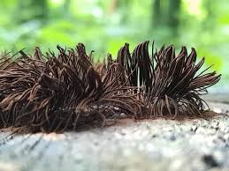 Attēlu rezultāti vaicājumam “Stemonitis fusca”