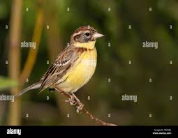 Image result for Emberiza aureola