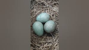 Attēlu rezultāti vaicājumam “Turdus merula eggs”