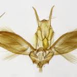 Attēlu rezultāti vaicājumam “Ypsolopha parenthesella”