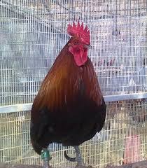 Attēlu rezultāti vaicājumam “Gallus male”