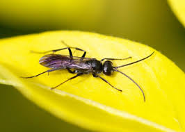 Attēlu rezultāti vaicājumam “Pompilidae”