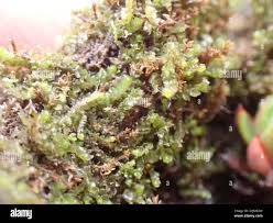 Attēlu rezultāti vaicājumam “Lophozia longidens”