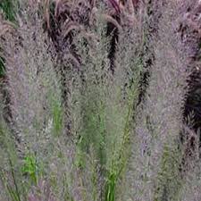 Attēlu rezultāti vaicājumam “Calamagrostis arundinacea leaf”