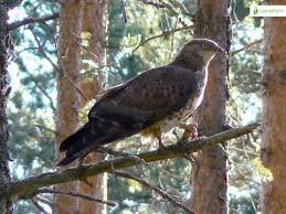 Attēlu rezultāti vaicājumam “Pernis apivorus adult”