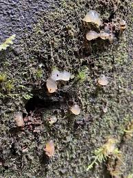 Attēlu rezultāti vaicājumam “Myxarium nucleatum”