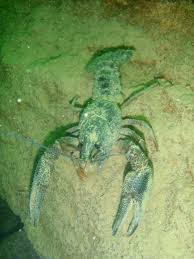 Attēlu rezultāti vaicājumam “Astacus astacus”