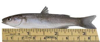 Image result for Chelon ramada