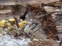 Attēlu rezultāti vaicājumam “Stemonitopsis typhina var. similis”