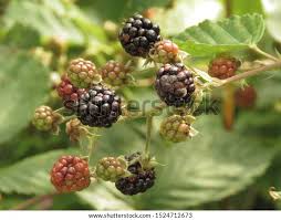 Attēlu rezultāti vaicājumam “Rubus plicatus”