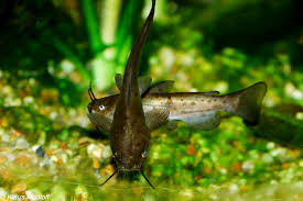 Image result for Ameiurus catus