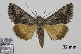 Attēlu rezultāti vaicājumam “Syngrapha interrogationis”