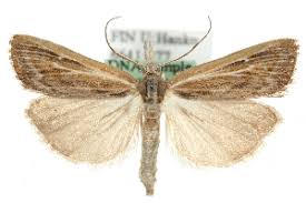 Attēlu rezultāti vaicājumam “Pediasia fascelinella”