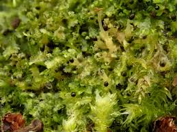 Attēlu rezultāti vaicājumam “Lophocolea minor”