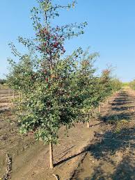 Attēlu rezultāti vaicājumam “Crataegus”