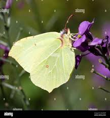 Attēlu rezultāti vaicājumam “Gonepteryx rhamni male”