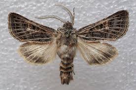 Attēlu rezultāti vaicājumam “Tholera decimalis”