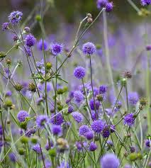 Attēlu rezultāti vaicājumam “Succisa pratensis leaf”