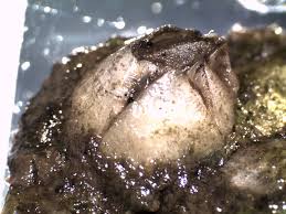 Attēlu rezultāti vaicājumam “Balanus improvisus”