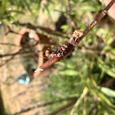 Attēlu rezultāti vaicājumam “Stauropus fagi larva”