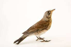 Attēlu rezultāti vaicājumam “Turdus pilaris”