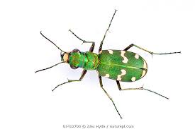 Attēlu rezultāti vaicājumam “Cicindela hybrida”