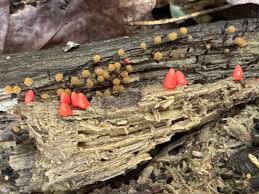 Attēlu rezultāti vaicājumam “Lycogala conicum spores”