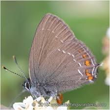 Attēlu rezultāti vaicājumam “Satyrium ilicis”