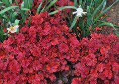 Image result for Heuchera `Swirling Fantasy`