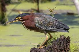 Image result for Butorides virescens