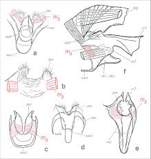 Attēlu rezultāti vaicājumam “Gelechia rhombella”