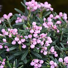 Attēlu rezultāti vaicājumam “Andromeda polifolia leaf”