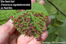 Attēlu rezultāti vaicājumam “Tetraneura ulmi”