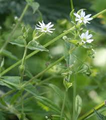 Attēlu rezultāti vaicājumam “Myosoton aquaticum flower”