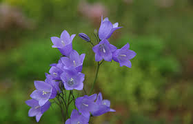Attēlu rezultāti vaicājumam “Campanula rotundifolia”