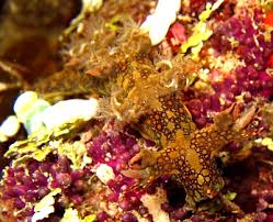 ผลการค้นหารูปภาพสำหรับ Bornella Anguilla