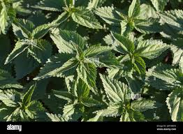 Attēlu rezultāti vaicājumam “Urticaceae”