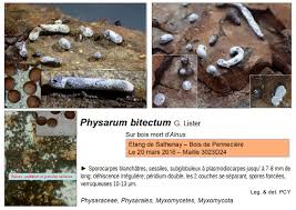 Attēlu rezultāti vaicājumam “Physarum bitectum”
