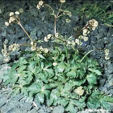 Attēlu rezultāti vaicājumam “Sanicula europaea”