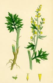 Image result for Artemisia absinthium