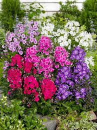 Image result for Phlox (großblumig)