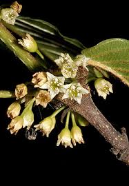 Attēlu rezultāti vaicājumam “Frangula alnus flower”